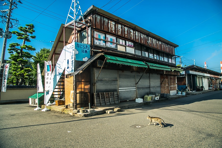 東新潟沼垂公衆市場の猫
