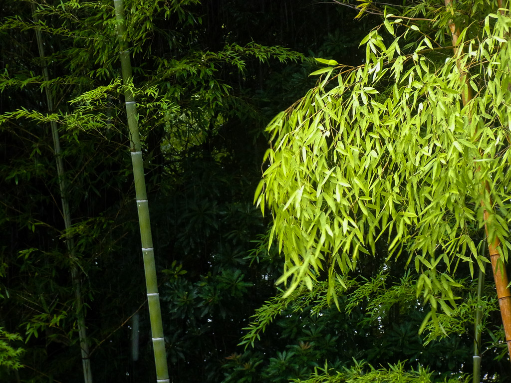 風に踊る竹の葉１
