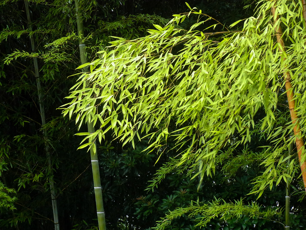 風に踊る竹の葉２