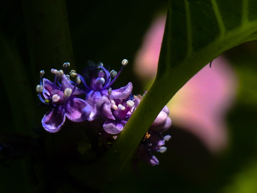 季節はずれの紫陽花