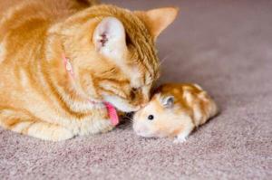 可愛い猫ちゃんとハムちゃんの画像 Asdポンチのアウトサイダー日記